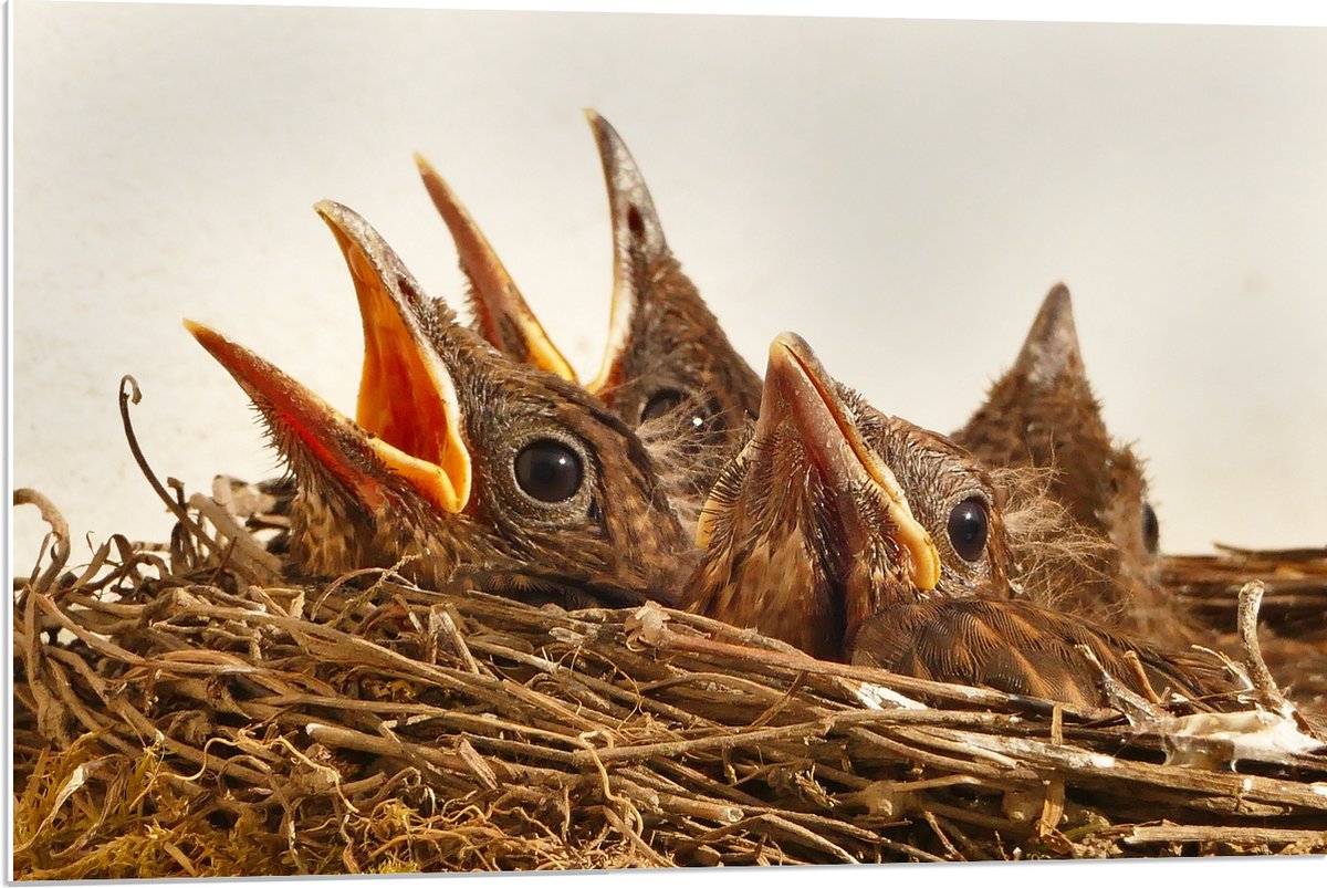 PVC Schuimplaat - Baby Vogeltjes in een Nest - 90x60 cm Foto op PVC Schuimplaat (Met Ophangsysteem)