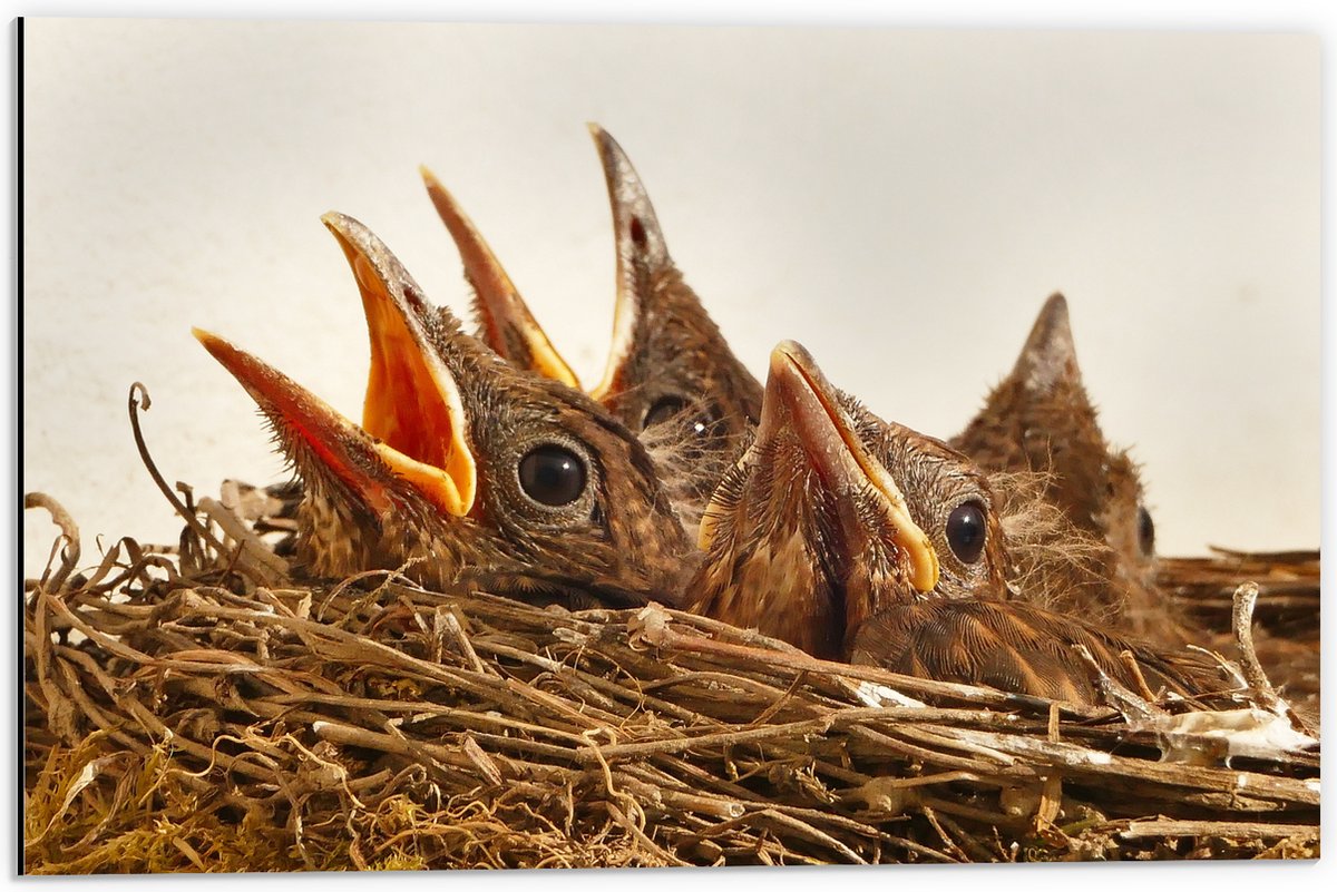 Dibond - Baby Vogeltjes in een Nest - 60x40 cm Foto op Aluminium (Wanddecoratie van metaal)