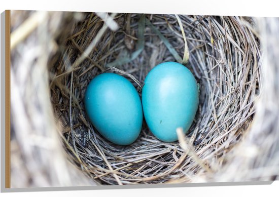 WallClassics - Hout - Blauwe Eieren in een Nest - 105x70 cm - 12 mm dik - Foto op Hout (Met Ophangsysteem)