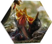 WallClassics - PVC Schuimplaat Hexagon  - Baby Vogeltjes Krijgen Eten - 50x43.5 cm Foto op Hexagon (Met Ophangsysteem)
