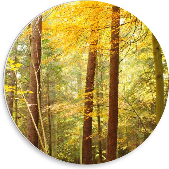 WallClassics - PVC Schuimplaat Muurcirkel - Fel Gekleurde Bomen in het Bos - 30x30 cm Foto op Muurcirkel (met ophangsysteem)