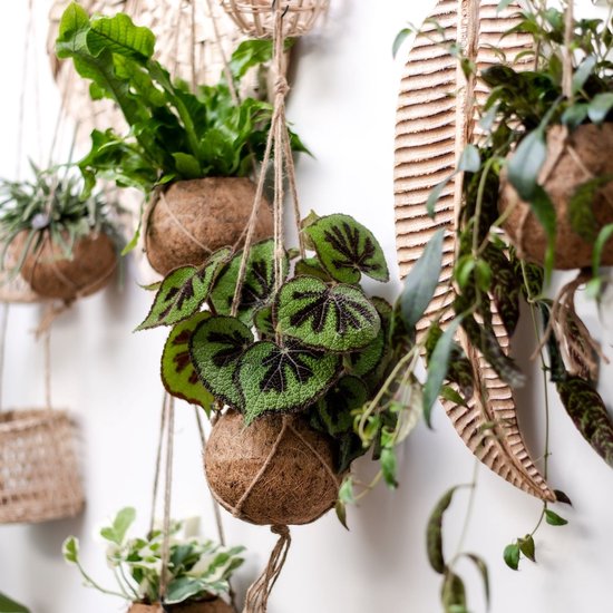 ecoworld-hangplanten-set-jungle-tropical-makkelijk-te-verzorgen