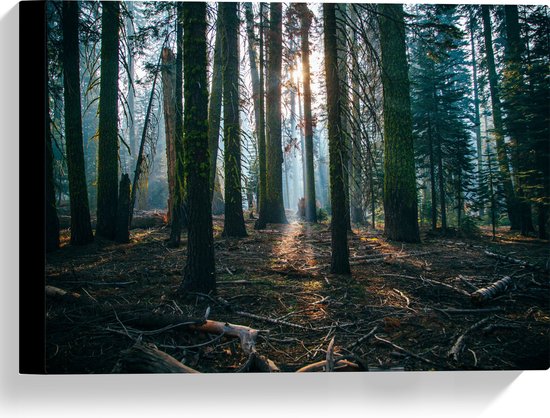 WallClassics - Toile - Crépuscule dans la forêt avec de la mousse sur les Arbres - 40x30 cm Photo sur toile (Décoration murale sur toile)