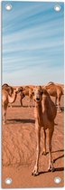 WallClassics - Tuinposter – Kudde Dromedarissen in de Woestijn - 20x60 cm Foto op Tuinposter  (wanddecoratie voor buiten en binnen)