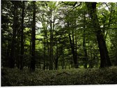 WallClassics - Dibond - Alleenmaar Groen in het Bos - 80x60 cm Foto op Aluminium (Met Ophangsysteem)