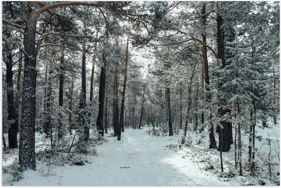 WallClassics - Poster Glossy – Winter Forest - 90x60 cm Photo sur Papier Poster avec Finition Brillante