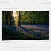 WallClassics - Muursticker - Zonnetje Schijnend op Lavendel  - 60x40 cm Foto op Muursticker