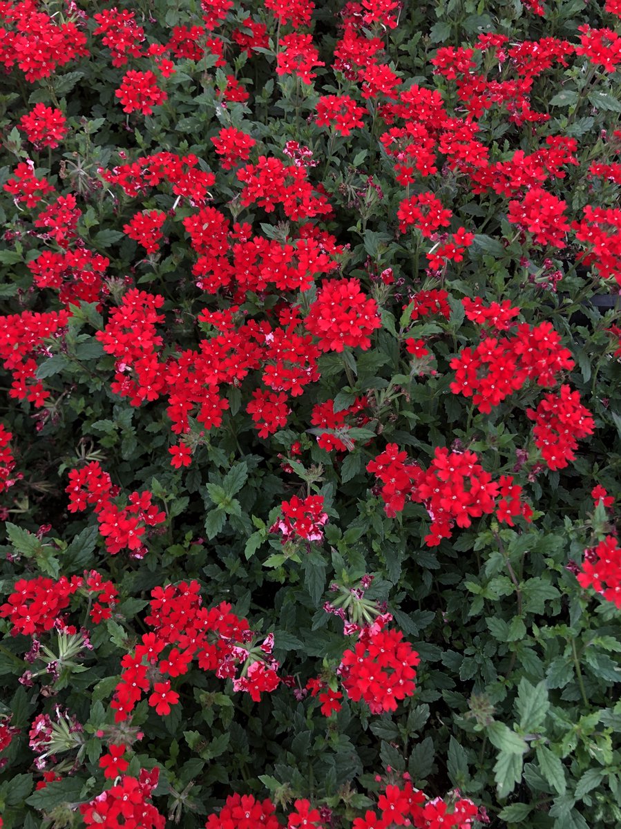 6 x Verbena peruviana - IJzerhard, Peruaanse verbena - pot 9 x 9 cm