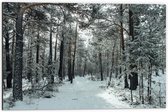WallClassics - Dibond - Winter Bos - 60x40 cm Foto op Aluminium (Wanddecoratie van metaal)