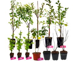 Voedselbos pakket - 20 Fruitplanten - Op 25m2 Wildplukken! - Permacultuur - moestuin - Voordeelpakket