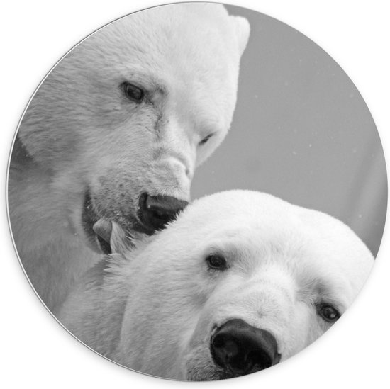 WallClassics - PVC Schuimplaat Muurcirkel - Twee Liefdevolle IJsberen (Zwart/wit) - 70x70 cm Foto op Muurcirkel (met ophangsysteem)