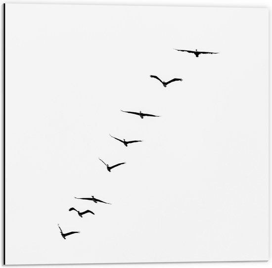 WallClassics - Dibond - Schuine Lijn van Zwarrte Vogels op Witte Achtergrond - 50x50 cm Foto op Aluminium (Wanddecoratie van metaal)