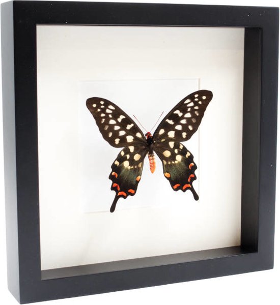 Opgezette Vlinder in Zwarte Lijst 25x25 cm - Papilio Antenor