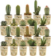 vdvelde.com - Mini Cactussen Mix - 20 stuks - Ø 6 cm - Hoogte 8-15 cm