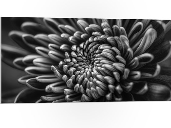WallClassics - PVC Schuimplaat- Bloeiende Zwart-Wit Bloem - 100x50 cm Foto op PVC Schuimplaat
