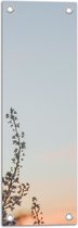 WallClassics - Poster de Jardin - Branche Fleurie Contre Ciel Clair - 20x60 cm Photo sur Poster de Jardin (décoration murale pour l'extérieur et l'intérieur)