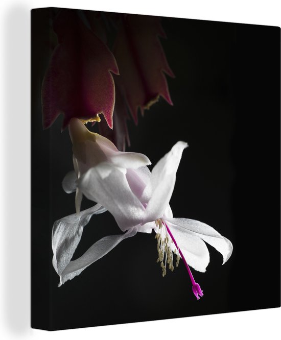 Canvas Schilderij Witte bloem van de lidcactus - 20x20 cm - Wanddecoratie
