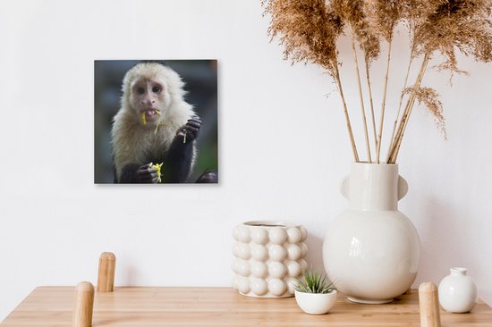 Cadre photo avec affiche Zwart Wit- Singe capucin mangeur de fruits au  Costa Rica en