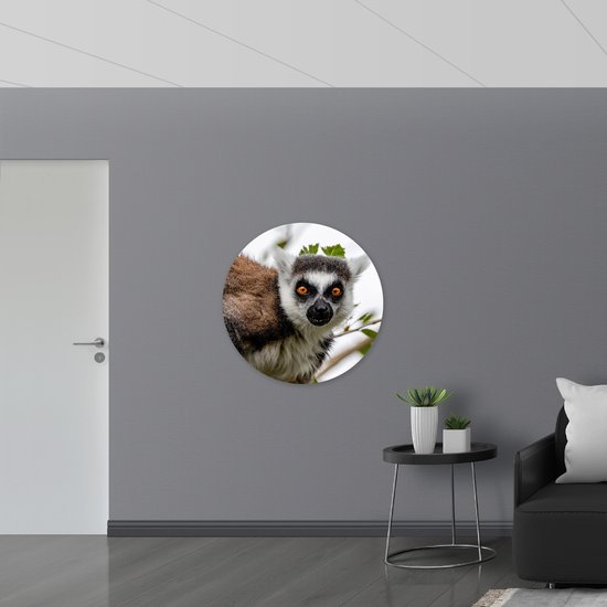 WallClassics - PVC Schuimplaat Muurcirkel - Close-Up van een Ringstaart Maki - 90x90 cm Foto op Muurcirkel (met ophangsysteem)