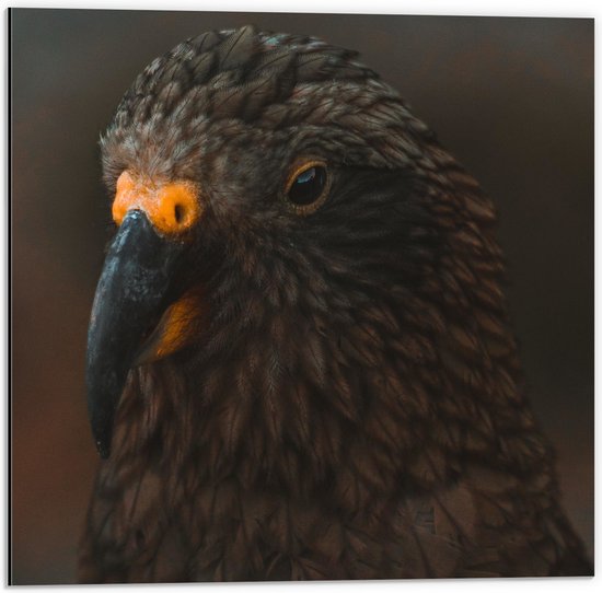 WallClassics - Dibond - Close-Up van een Bruine Kea Vogel - 50x50 cm Foto op Aluminium (Wanddecoratie van metaal)