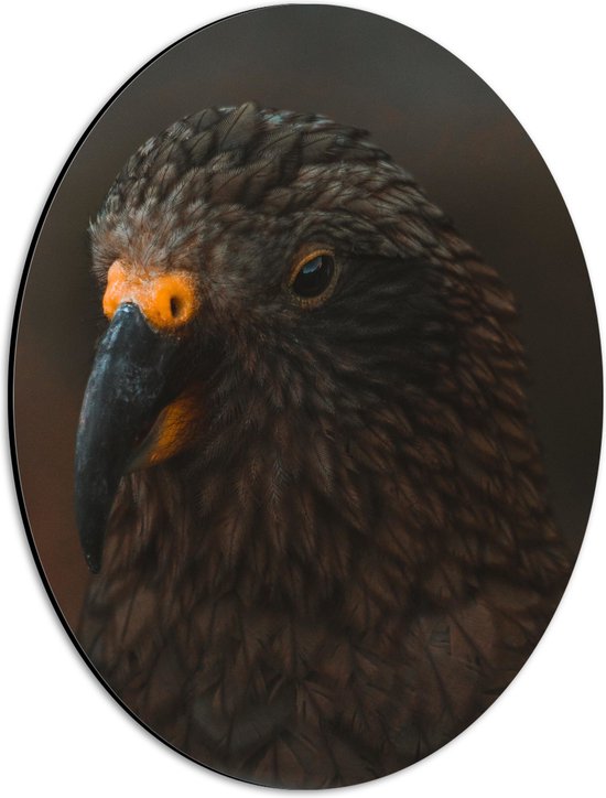 WallClassics - Dibond Ovaal - Close-Up van een Bruine Kea Vogel - 30x40 cm Foto op Ovaal (Met Ophangsysteem)