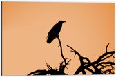 WallClassics - Dibond - Silhouette van een Raaf Vogel op Takken - 60x40 cm Foto op Aluminium (Wanddecoratie van metaal)
