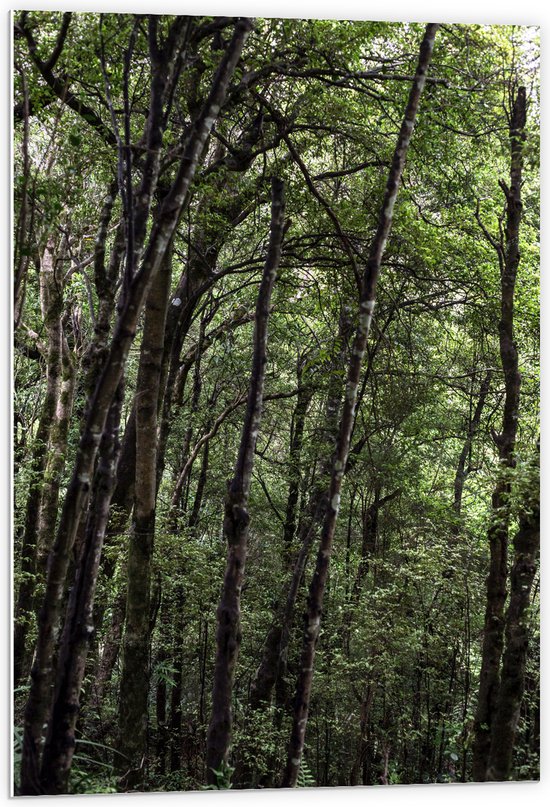 WallClassics - Panneau en mousse PVC - Arbres verts étroits pendant la journée - Photo 60x90 cm sur panneau en mousse PVC