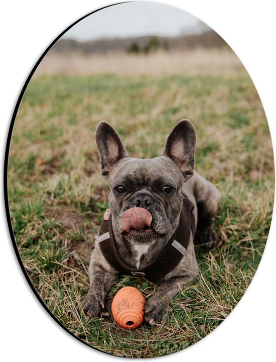 WallClassics - Dibond Ovaal - Spelende Hond in het Gras - 21x28 cm Foto op Ovaal (Met Ophangsysteem)