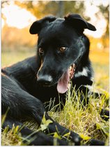 WallClassics - Poster Glanzend – Lachende Zwarte Hond - 30x40 cm Foto op Posterpapier met Glanzende Afwerking