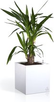 Cubico 21 x 21 x 21 cm - Design bloempot voor binnen met bewateringssysteem - Kristalwit - Plantenpot