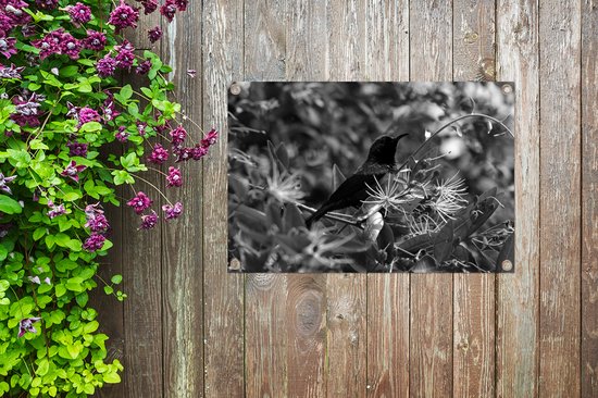 Tuinposter 60x40 cm - Tuindecoratie Vogel tussen de bladeren in de jungle - zwart wit - Poster voor in de tuin - Buiten decoratie - Schutting tuinschilderij - Tuindoek muurdecoratie - Wanddecoratie balkondoek