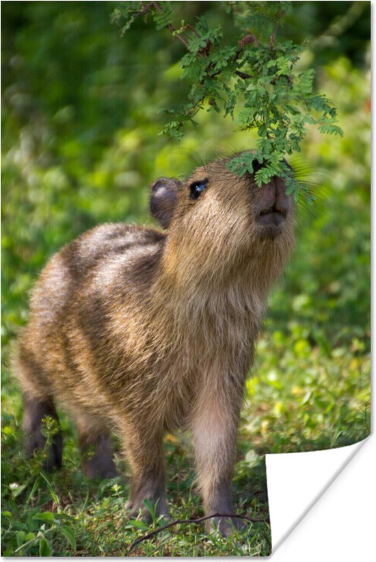 Poster Een baby Capibara eet van de groene bladeren