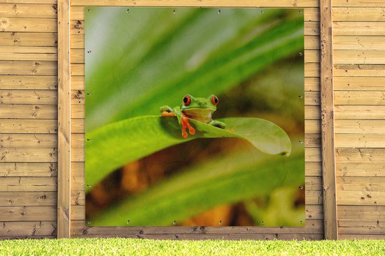Poster Jardin Grenouille macaque aux yeux rouges entre les feuilles au Costa Rica - 200x200 cm - Toile jardin - Poster extérieur