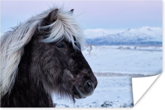 Portret van een IJslands paard in de sneeuw poster papier 60x40 cm - Foto print op Poster (wanddecoratie woonkamer / slaapkamer) / Wilde dieren Poster