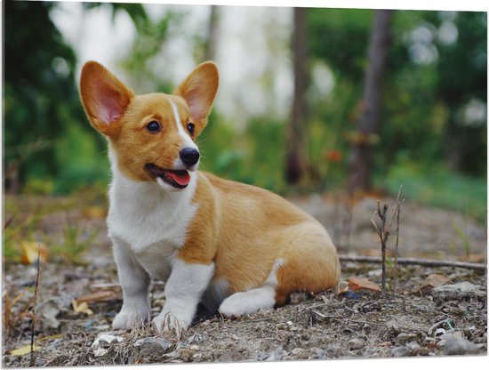 WallClassics - Acrylglas - Lief Schattig Hondje op het Bospad - 100x75 cm Foto op Acrylglas (Wanddecoratie op Acrylaat)