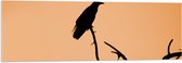 WallClassics - Acrylglas - Silhouette van een Raaf Vogel op Takken - 120x40 cm Foto op Acrylglas (Wanddecoratie op Acrylaat)