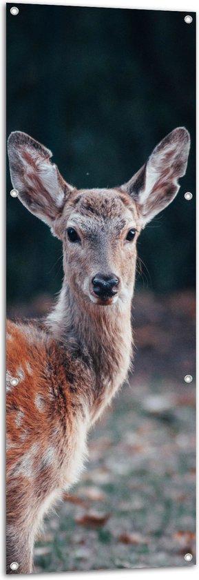 WallClassics - Tuinposter – Hert in het Wild - 50x150 cm Foto op Tuinposter  (wanddecoratie voor buiten en binnen)