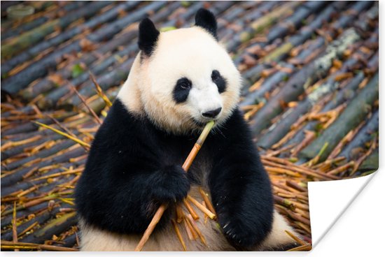 Reuzepanda die bamboe eet Poster 60x40 cm - Foto print op Poster (wanddecoratie woonkamer / slaapkamer) / Wilde dieren Poster