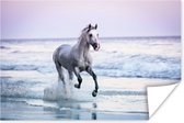 Wit paard galoppeert over Santa Barbara Beach poster 60x40 cm - Foto print op Poster (wanddecoratie woonkamer / slaapkamer) / Boerderijdieren Poster