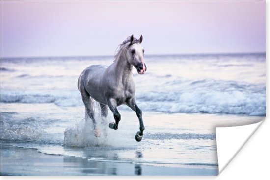 Wit paard galoppeert over Santa Barbara Beach poster 120x80 cm - Foto print op Poster (wanddecoratie woonkamer / slaapkamer) / Boerderijdieren Poster
