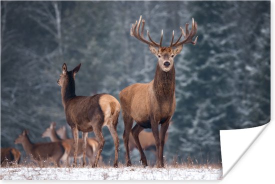 Poster Bosdieren - Hert - Landschap - Winter - Sneeuw - Natuur - 90x60 cm