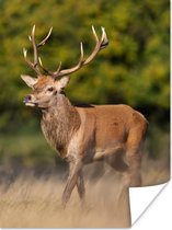 Affiche Animaux - Cerf - Bois - Animaux de la forêt - Nature - 30x40 cm