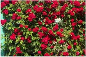 WallClassics - Poster Glossy - Rosier Rouge - 90x60 cm Photo sur Papier Poster avec Finition Brillante