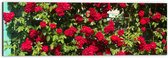 WallClassics - Dibond - Rode Rozenstruik - 60x20 cm Foto op Aluminium (Met Ophangsysteem)