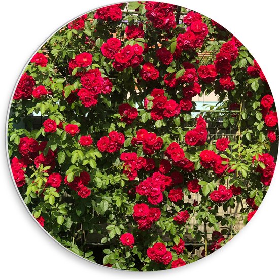 WallClassics - PVC Schuimplaat Muurcirkel - Rode Rozenstruik - 30x30 cm Foto op Muurcirkel (met ophangsysteem)