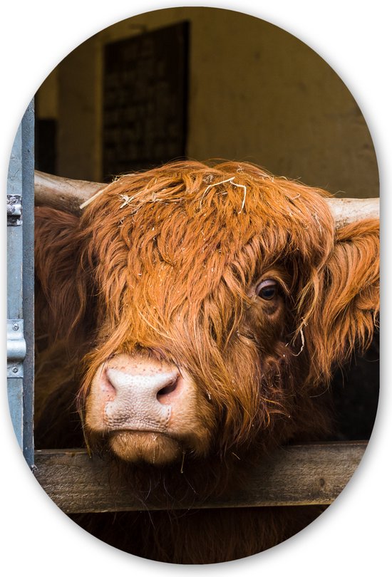 Miroir ovale - Décoration murale en plastique - Tableau ovale - Highlander écossais - Ferme - Grange - 40x60 cm - Forme de miroir ovale sur plastique