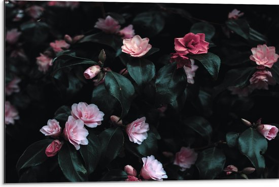 WallClassics - Dibond - Close up van Roze Rozenstruik - 75x50 cm Foto op Aluminium (Wanddecoratie van metaal)