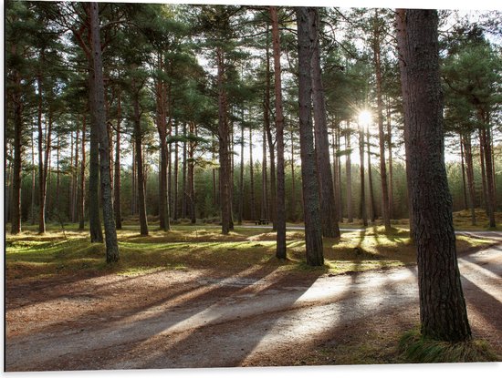 WallClassics - Dibond - Wandelpaden in het Bos - 80x60 cm Foto op Aluminium (Wanddecoratie van metaal)