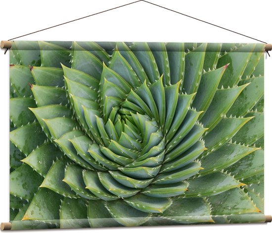 WallClassics - Textielposter - Spiraalvormige Cactus - 90x60 cm Foto op Textiel
