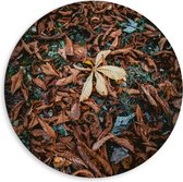 WallClassics - Dibond Muurcirkel - Bruine Herfstbladeren - 80x80 cm Foto op Aluminium Muurcirkel (met ophangsysteem)